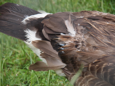 [The back end of a goose with a feather half-hanging as new hollow stems sprout above it.]